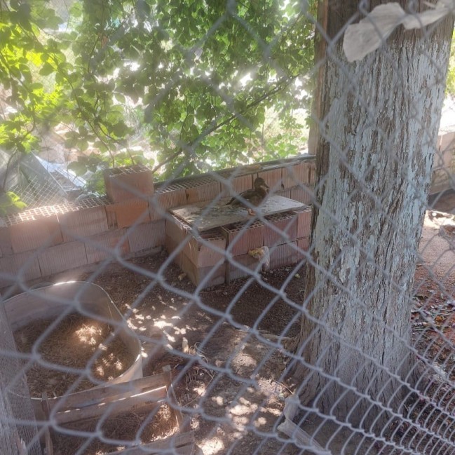 Sərin” və “Göygöl” restoranlarında vəhşi heyvan və quşların saxlanılması aşkarlandı - FOTOLAR